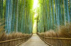 Guided Tour of Arashiyama & Bamboo Forest