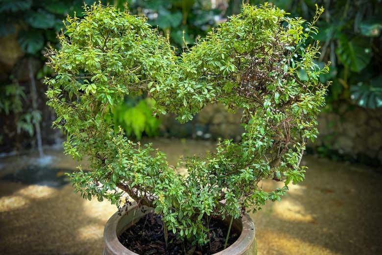Bella planta con forma de corazón