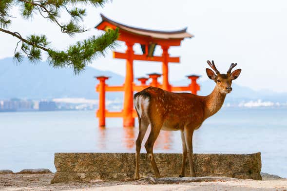 Ferry to Miyajima + Itsukushima Tickets