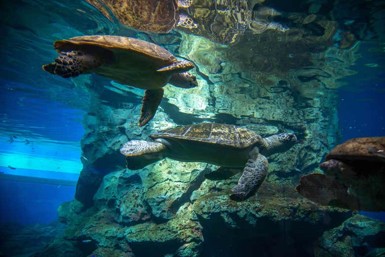 Tortues de mer au Sea Life Nagoya