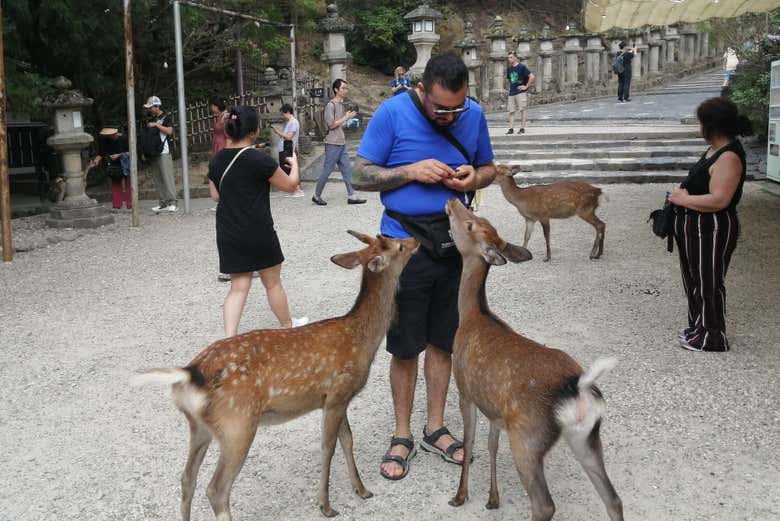Você ficará encantado pelos cervos do local