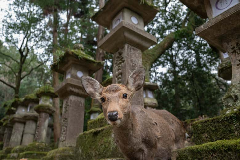 Ciervo en el parque de Nara