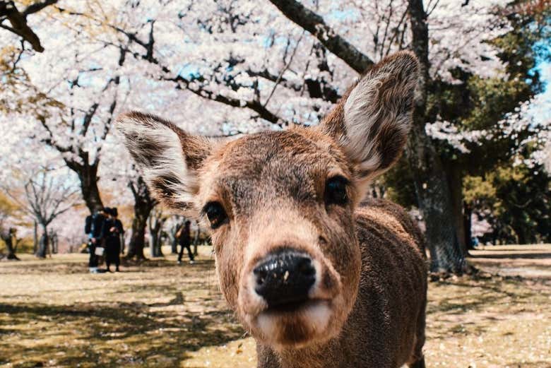 Saluez des cerfs dans le parc de Nara