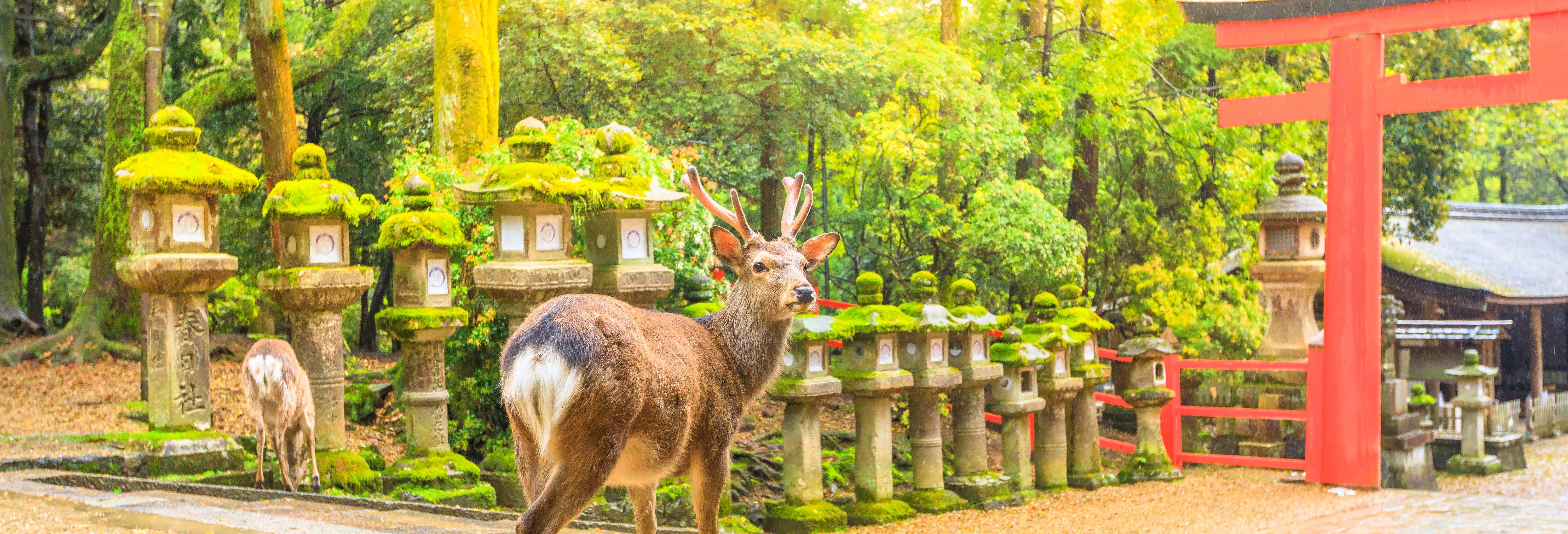Excursiones de un día en Osaka
