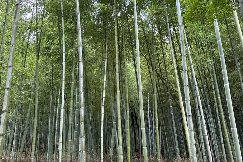 Bosque de bambú de Arashiyama