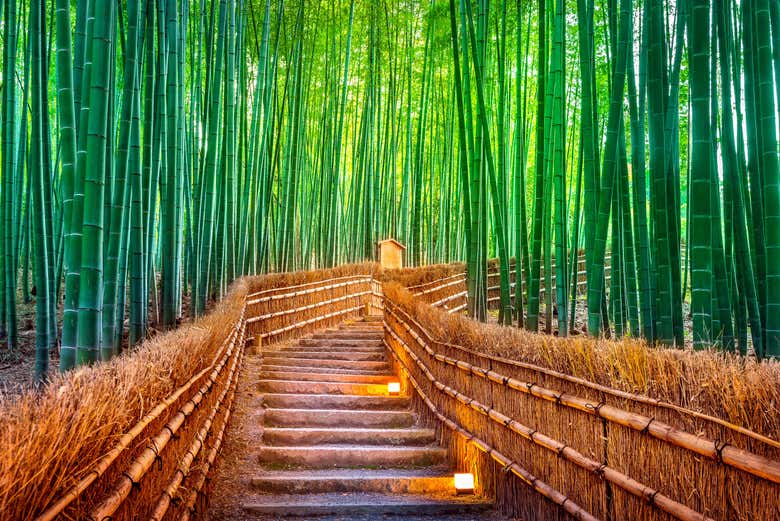 Floresta de bambu em Arashiyama