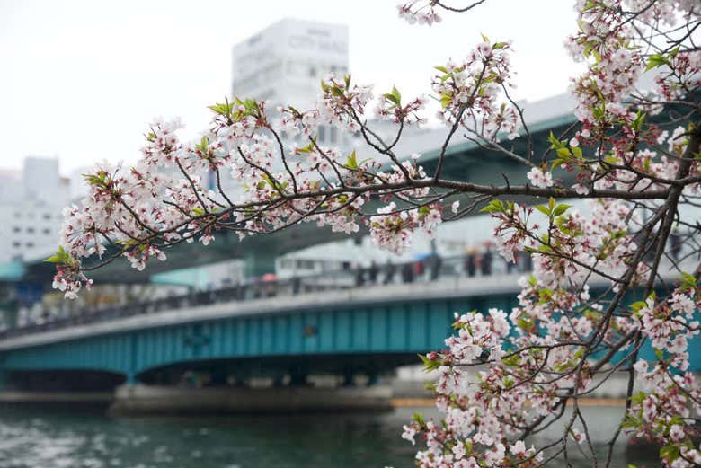 Cherry blossom in bloom
