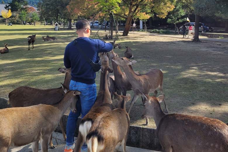 Les cerfs du parc de Nara