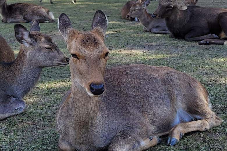 Des cerfs vivent dans le parc de Nara