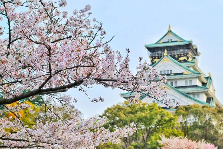 Make the most of your trip to Japan!