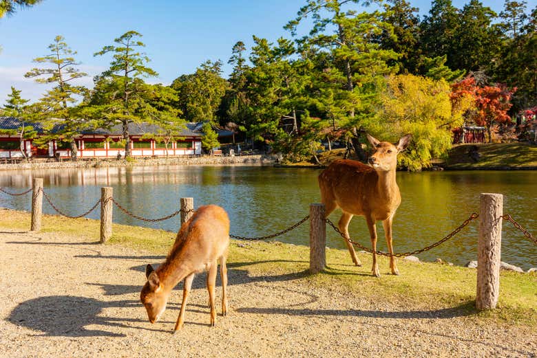 Simpáticos ciervos en una de las lagunas del parque de Nara