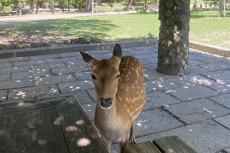 Un cerf curieux dans le parc de Nara