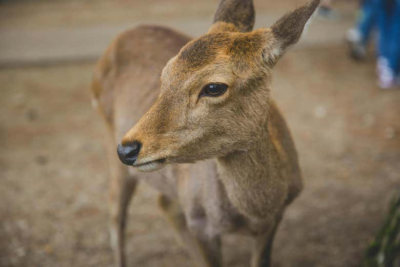 Un ciervo en el parque de Nara
