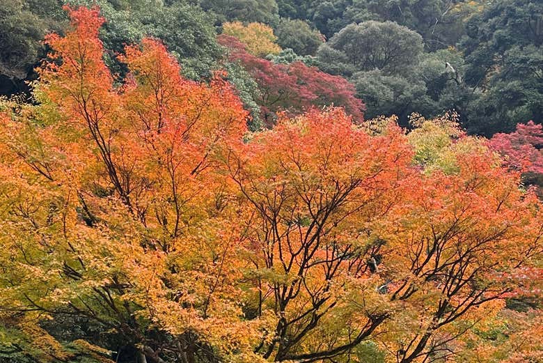 Parque Natural de Minoh