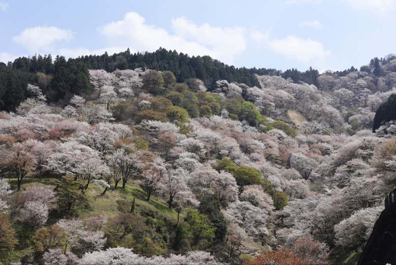 Arbres sur le mont Yoshino