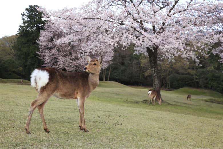 Un cerf dans le parc de Nara