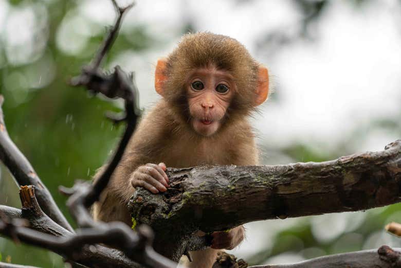 Macaco em Arashiyama