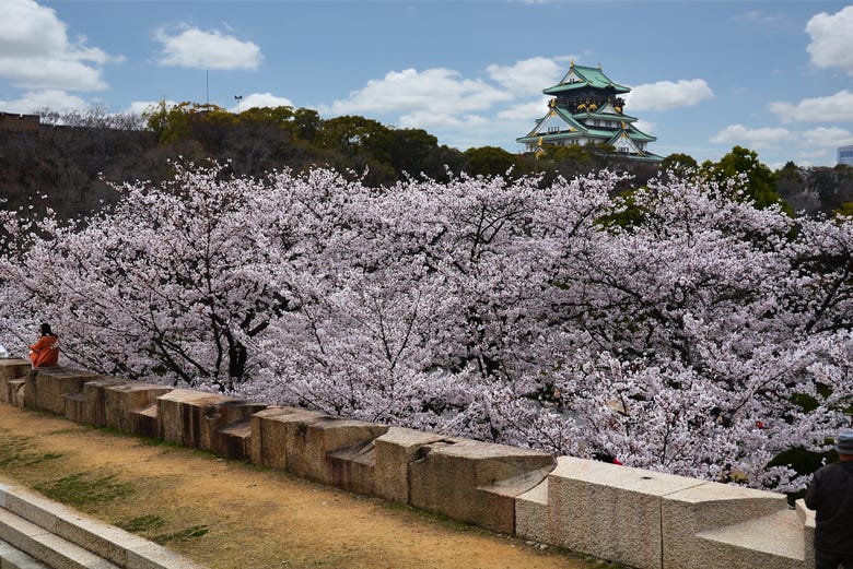 Osaka en fleur