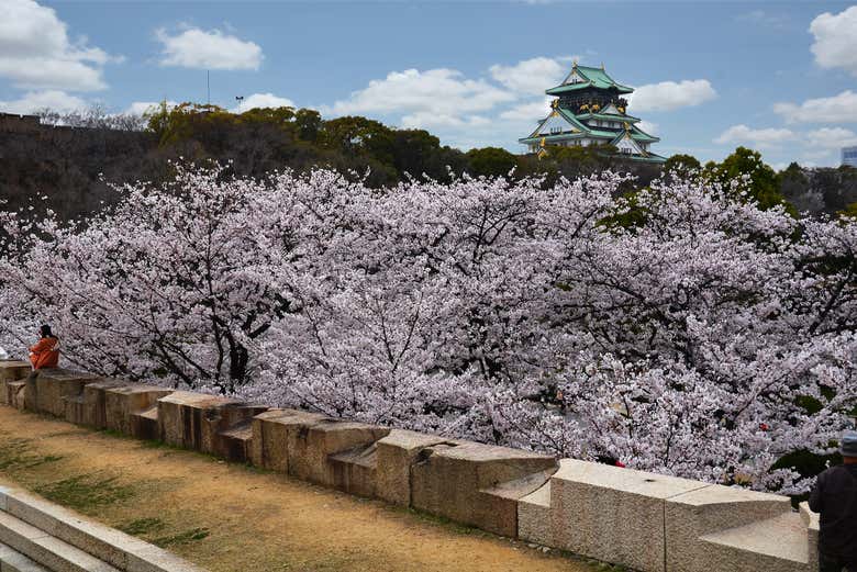 Osaka en fleur
