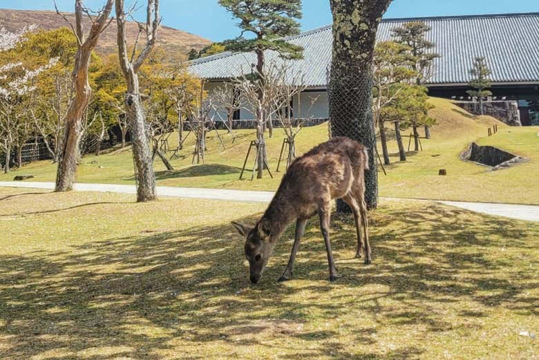 Découvrez le parc de Nara
