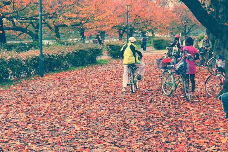 Cycling through the Osaka gardens
