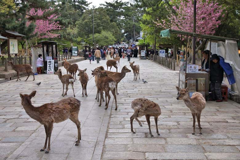 Parque de Nara