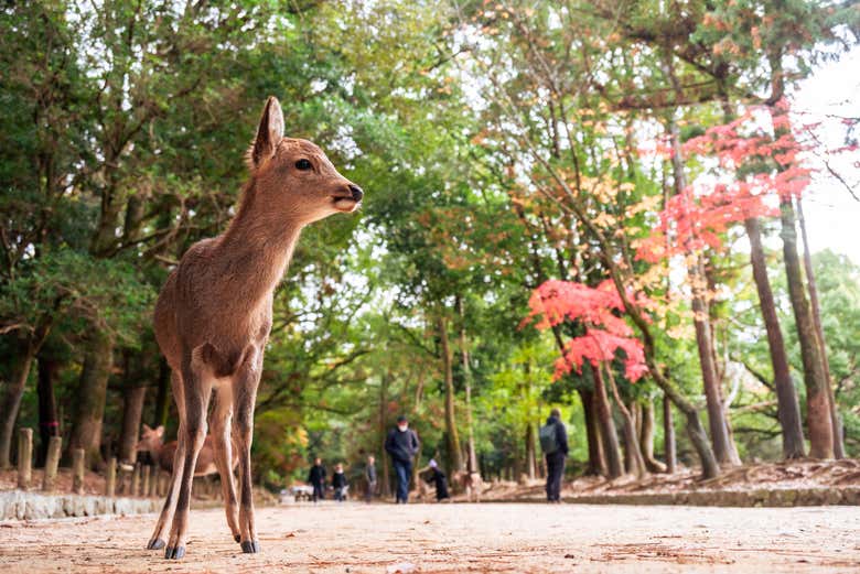 Un petit cerf à Nara