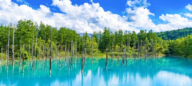 Excursión a los campos de flores de Hokkaido y Estanque Azul