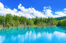 Excursión a los campos de flores de Hokkaido y Estanque Azul
