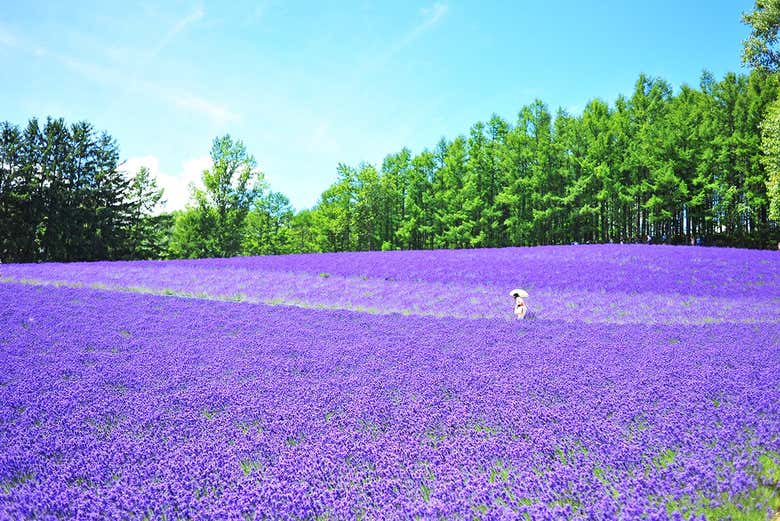 Campos de lavanda