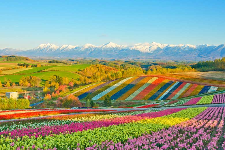 El colorido paisaje de flores de los valles de Hokkaido