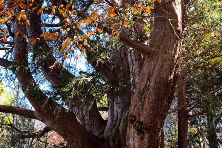 Árbol milenario