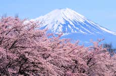 Mount Fuji and Lake Ashi Day Trip