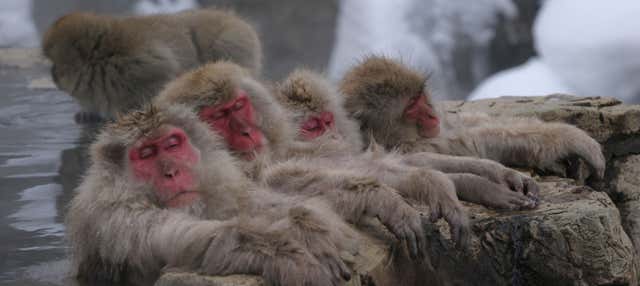 Excursão ao parque de macacos de Jigokudani