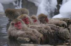 Excursión al parque de monos de Jigokudani