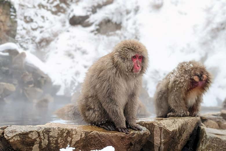 Los macacos japoneses en el paisaje nevado de Jigokudani