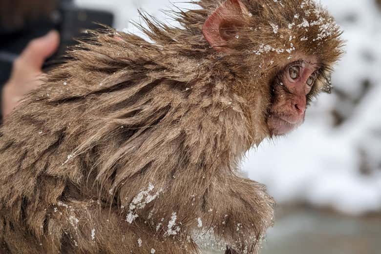 Un bebé mono de las nieves