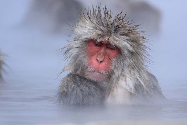 Un ejemplar de macaco japonés disfrutando de las aguas termales