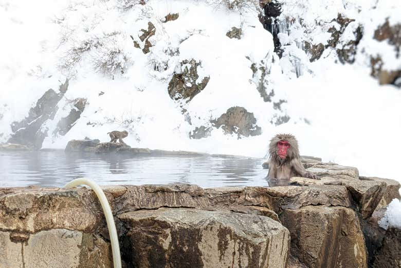 Un mono o macaco de nieve en Jigokudani