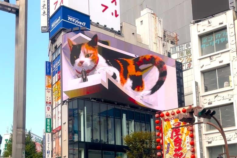 Look at the giant 3D cat ad! 