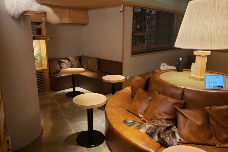 Cafetería con gatos