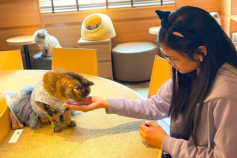 Feed cats at the cat café