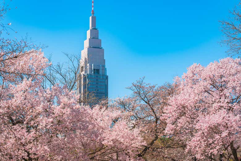 Cerisiers en fleurs avec vue sur la tour NTT DoCoMo Yoyogi