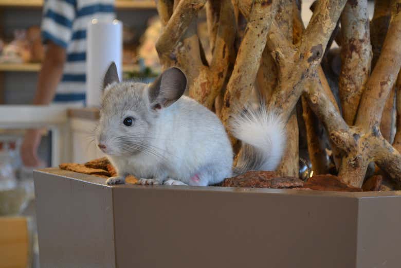 Harajuku Animal Cafe with Otters, Chinchillas and Hedgehogs, Tokyo