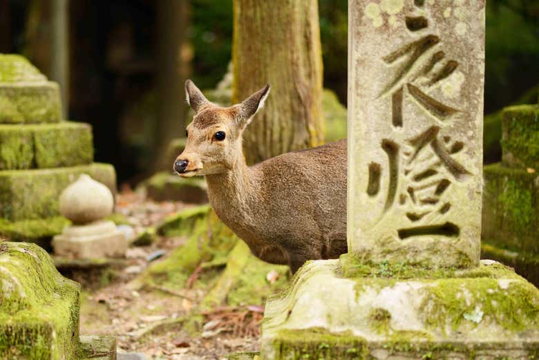 Um cervo no parque de Nara