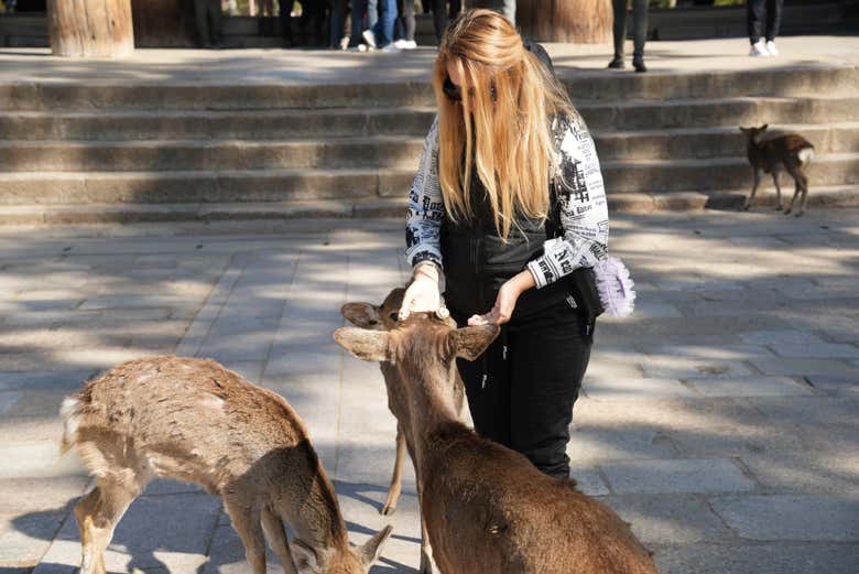 Alimentando ciervos en el Parque Nara