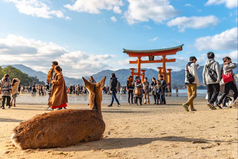 Os sumergiréis en la tranquilidad de Miyajima