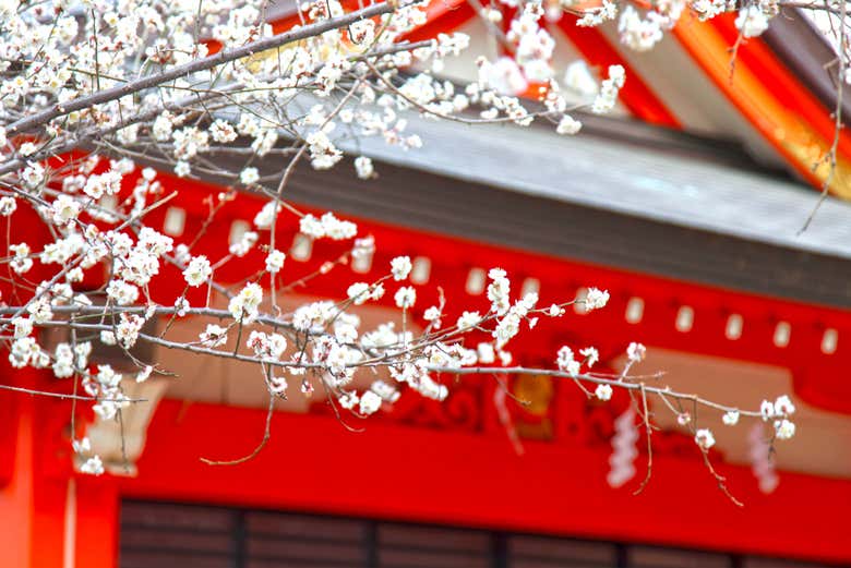 Walk through the striking red gates of Hanazono Inari Shrine