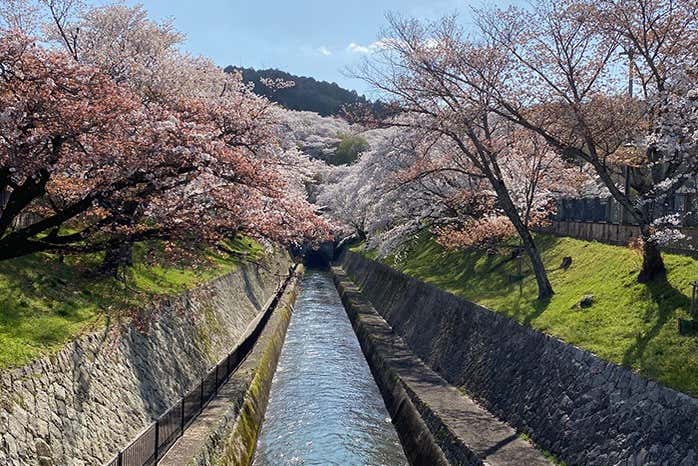 Enjoy the seasonal beauty of Kamakura’s blooming trees