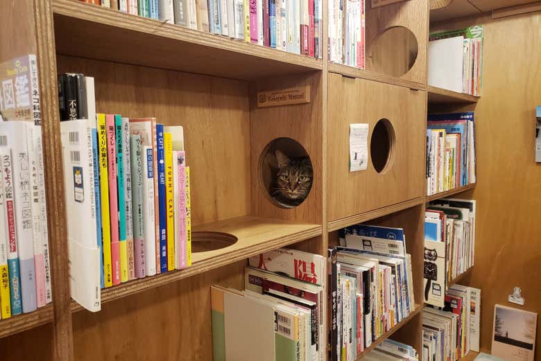 Librería de gatos
